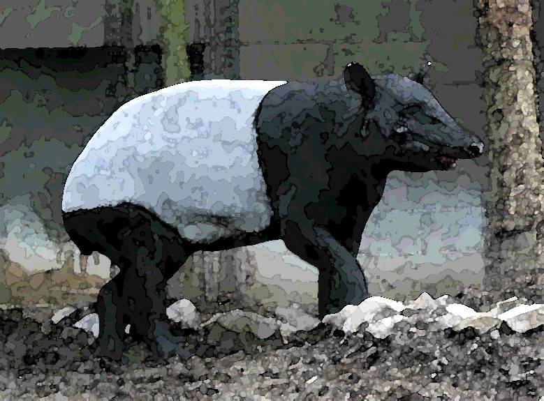 Schabrackentapir [Tapirus indicus]